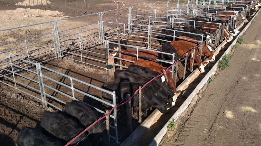 Los animales para exportación copan los encierres a corral