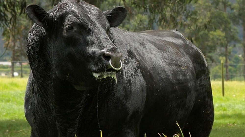 Colombia mira el Angus argentino y uruguayo