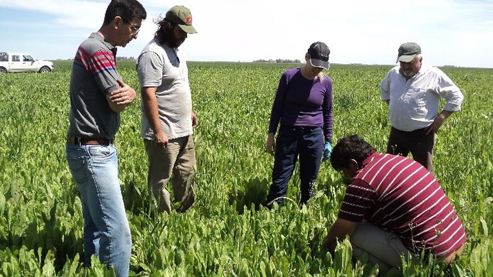 Nuevos Ensayos Experimentales de INTA Anguil para mejorar indicadores ambientales y productivos