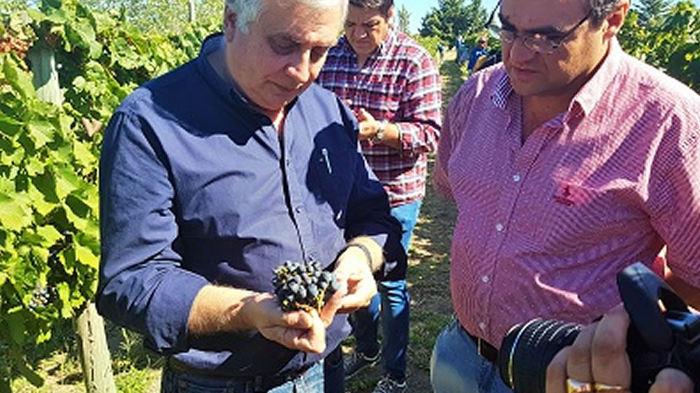 Moralejo recorrió la ruta del vino pampeano