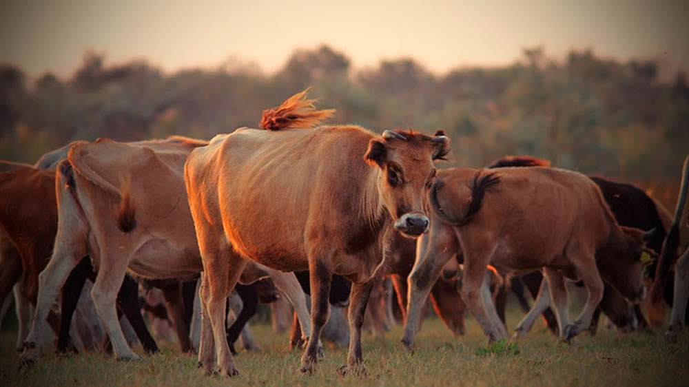 Estudian cómo el microbioma bovino hace frente a las resistencias