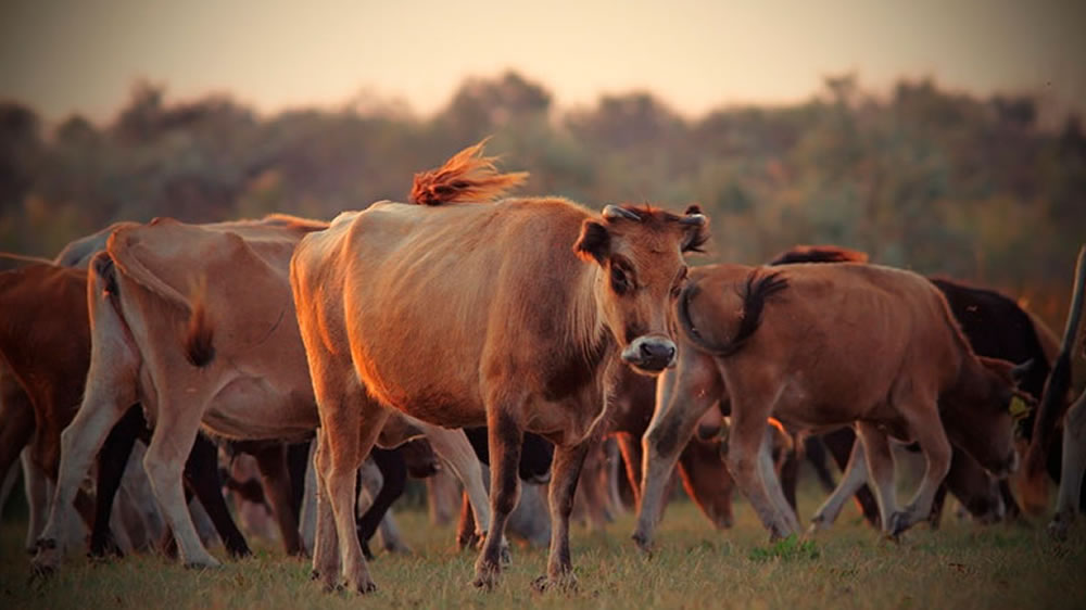 Ganado en engorde en EE.UU. cae 1% al 1° de febrero, según el USDA