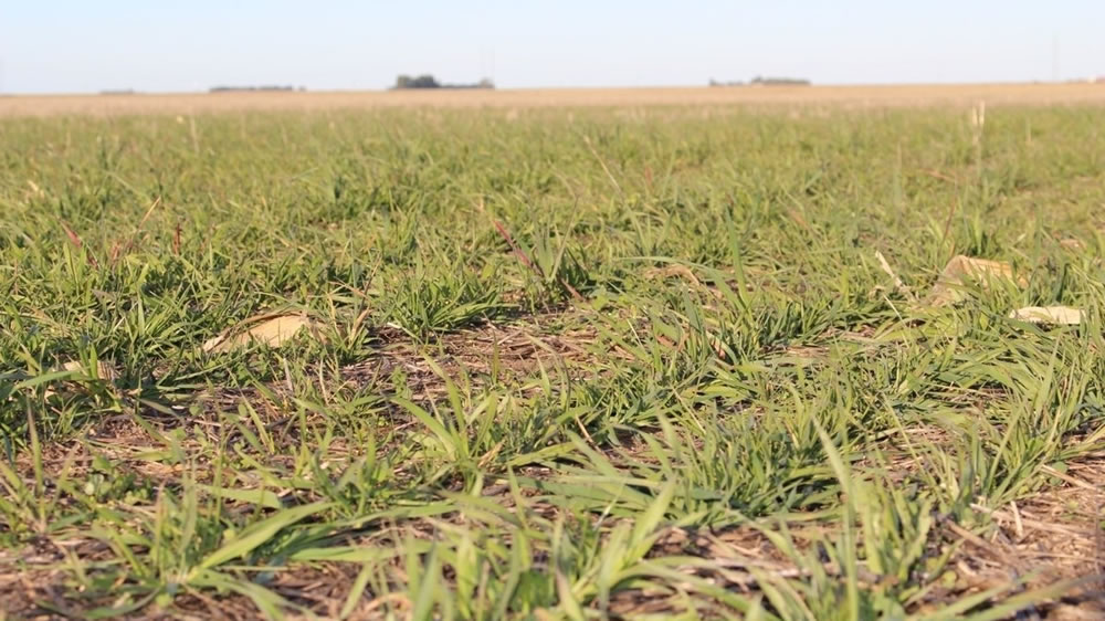 Festuca con hongos: ¿cómo reducir sus daños a la productividad del rodeo?