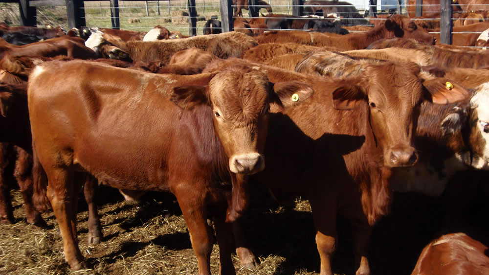 Guerra de la carne: el campo va al paro y dejará de entregar hacienda al menos hasta fines de mayo