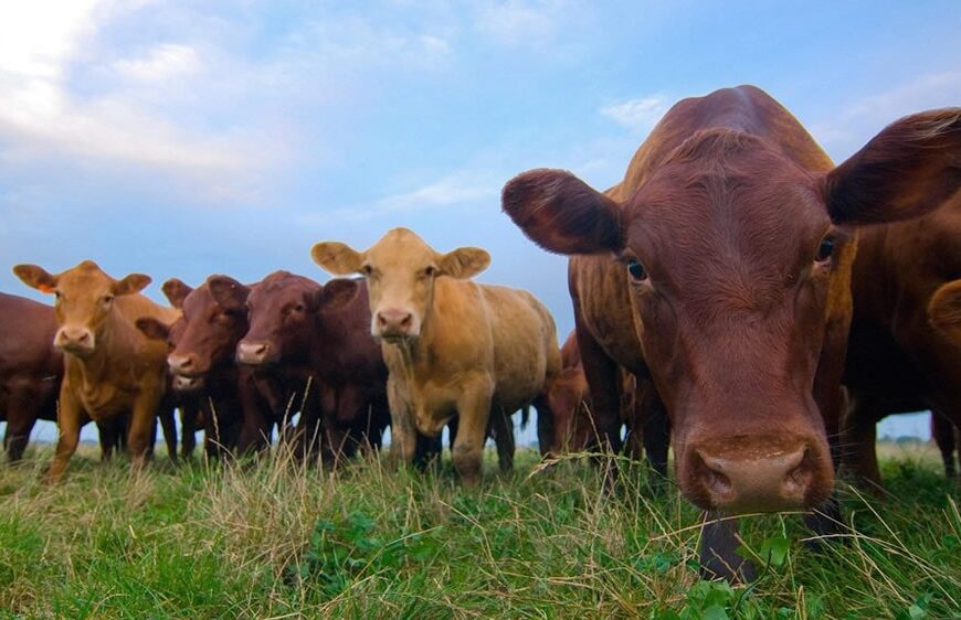 El consumo de carne vacuna seguirá en alza en China, con oportunidades para los cortes a pasto