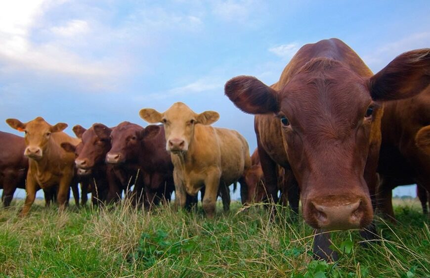 Mejorar fertilización nitrogenada en pastos de forraje para rumiantes