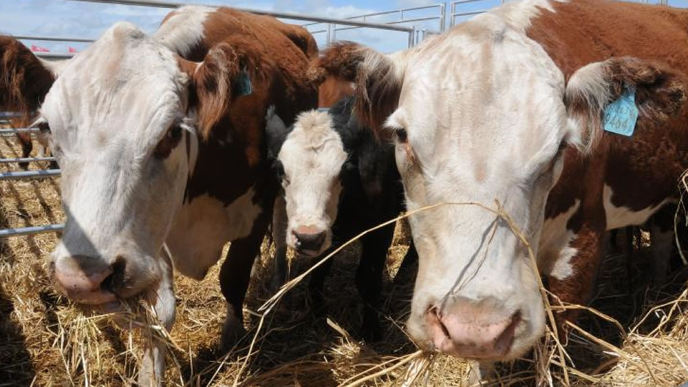 Brasil suspendió exportaciones de carne a China por la vaca loca