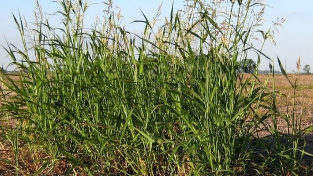 Pastura tóxica: detectan festuca infectada con un hongo