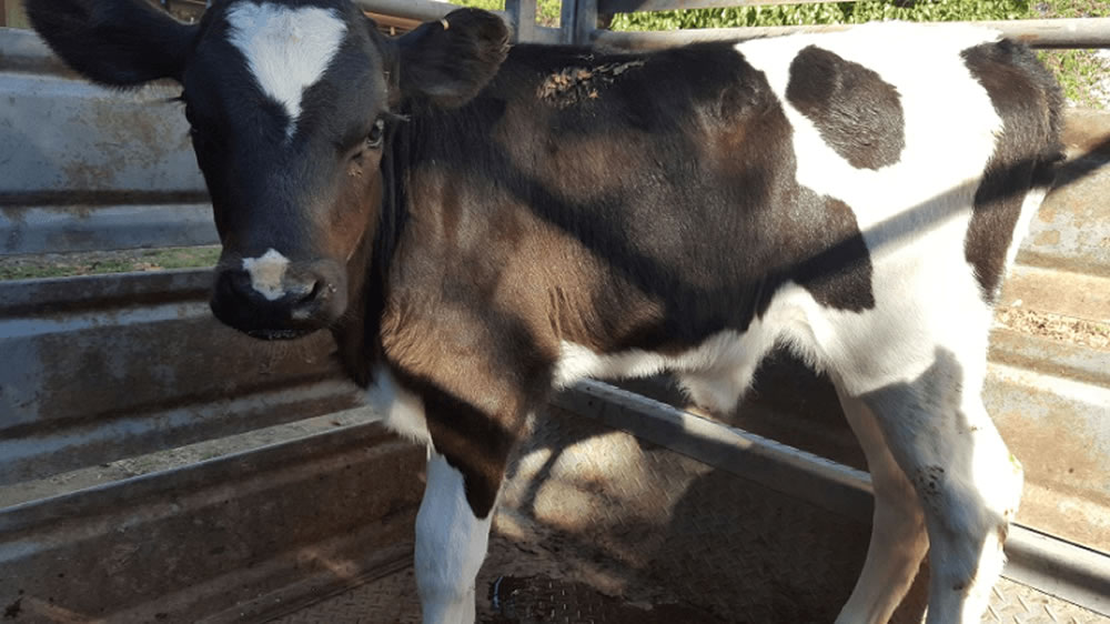 Tratamientos para el manejo de hernia umbilical en bovinos