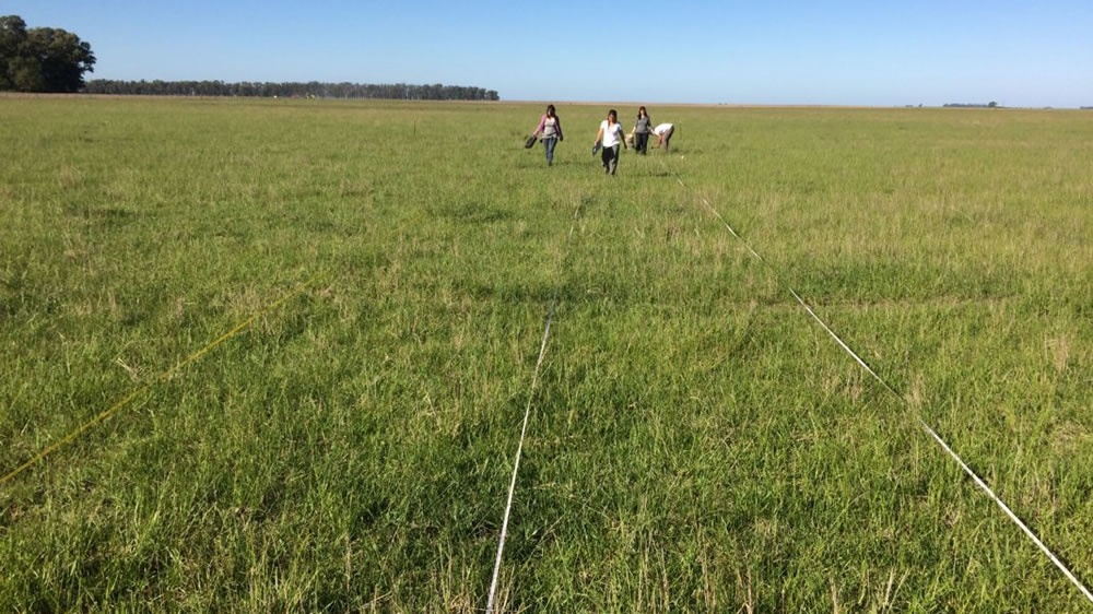 La ganadería le pone límites a la invasión de leñosas en las pampas