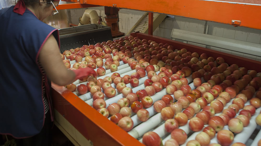 Senasa sobre el cierre a la exportación de manzanas y peras a Brasil