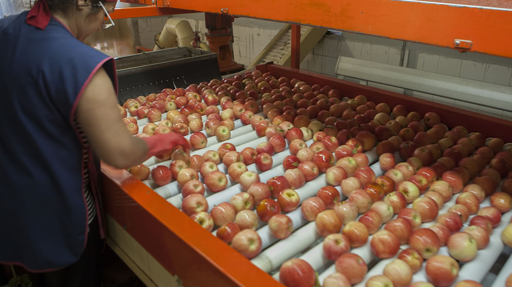 Senasa sobre el cierre a la exportación de manzanas y peras a Brasil