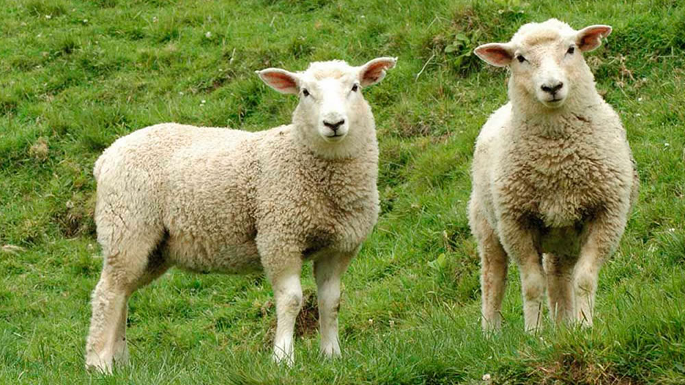 La ganadería ovina atañe al 30% de los productores argentinos y se abre paso en ArgenCarne