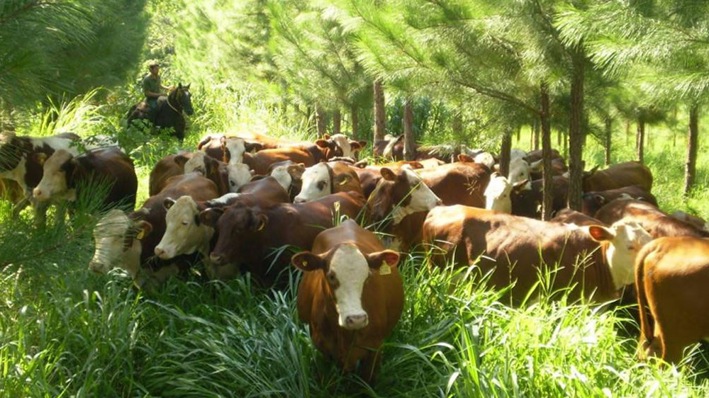 Producción de carne en el NOA: el aporte de los sistemas silvopastoriles y el bienestar animal