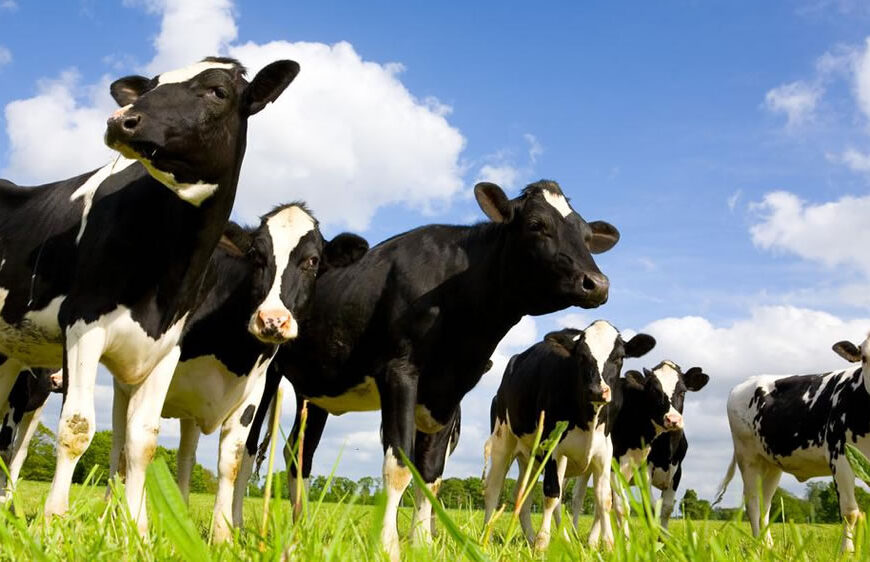 El 5G llegó a las vacas lecheras de un tambo en el Reino Unido