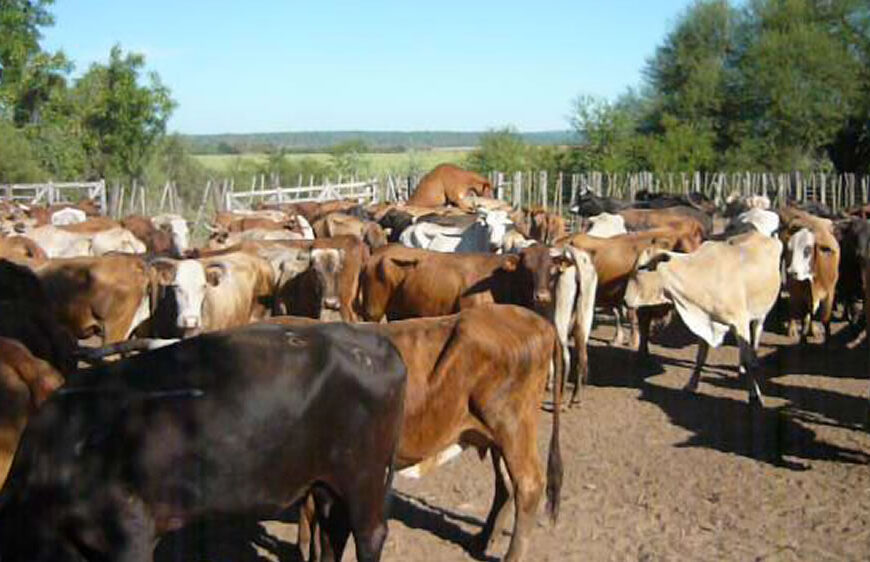 Robaron 50 vacas preñadas y ofrecen 200.000 pesos de recompensa: “Es muy triste lo que nos ocurrió»