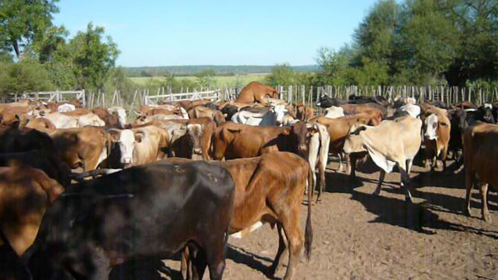 Robaron 50 vacas preñadas y ofrecen 200.000 pesos de recompensa: “Es muy triste lo que nos ocurrió»