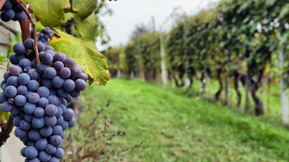 El Gobierno apoyará junto a la provincia de Mendoza al sector vitivinícola con préstamos a una tasa bonificada del 20%