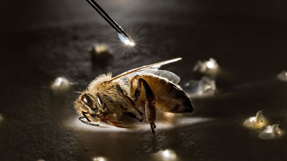 El parásito que aniquila a las abejas se alimenta de su grasa