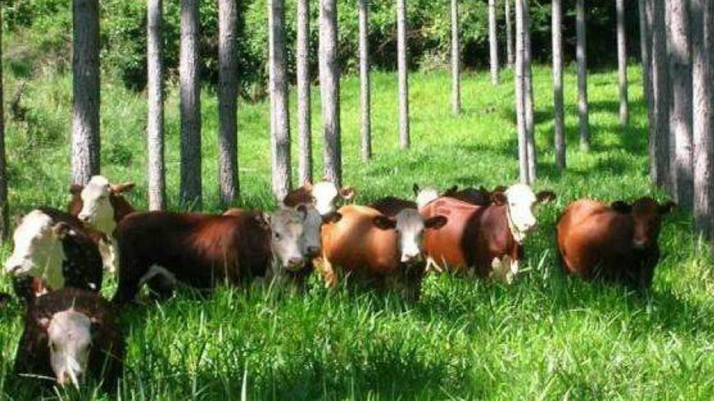 “El desafío es incorporar la ganadería a los bosques”