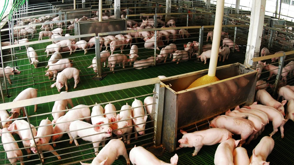 La gestión de datos en granjas porcinas puede mejorar la salud animal