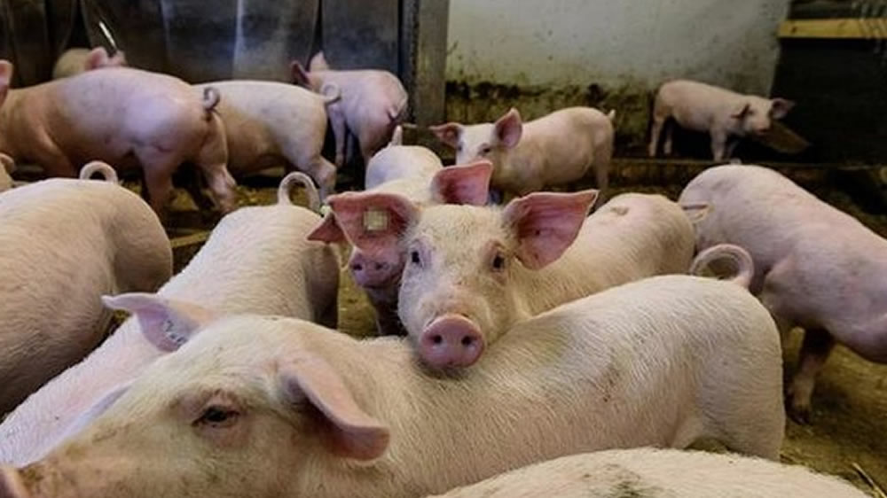 Fiebre porcina en China sacude los mercados globales de alimentos