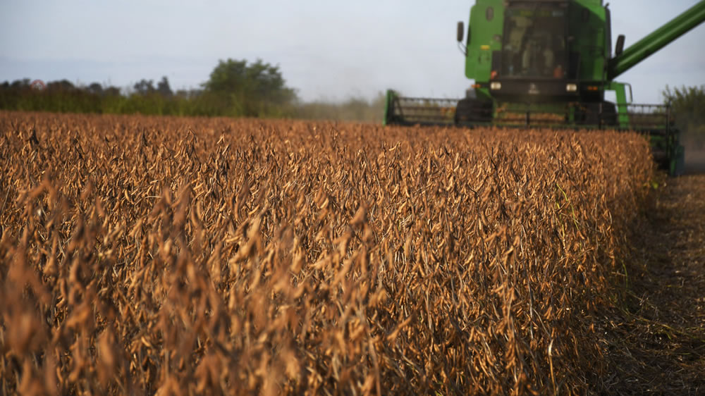 La oficina del USDA en Buenos Aires anticipa que este año la soja argentina se quedará con parte del área de los cereales