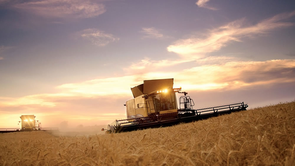 Vuelven a recortar estimación de producción nacional de trigo a 16,8 millones de toneladas