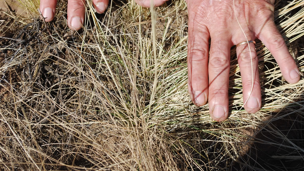 Evaluación de la situación forrajera en el Campo Anexo Chacharramendi