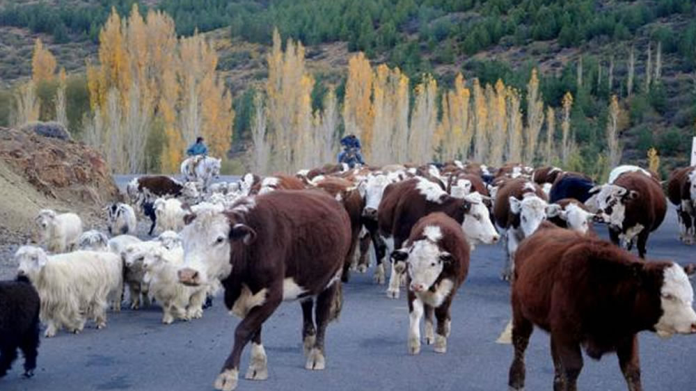 Cómo y por qué se hace ganadería en reservas nacionales