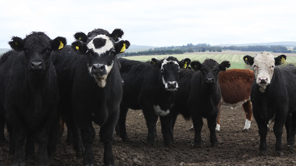 Cómo está Argentina en el ranking mundial de producción bovina