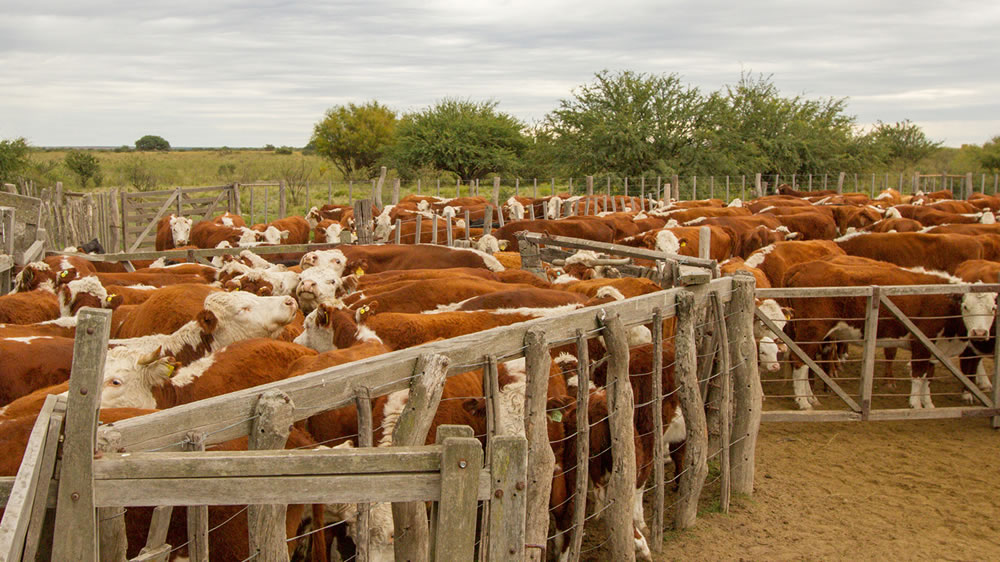 Ampliación de la zona de exportación de bovinos reproductores a Chile
