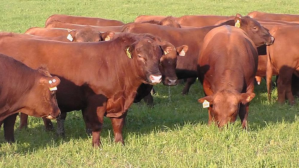 Impacto de la edad del animal en la calidad de la carne bovina