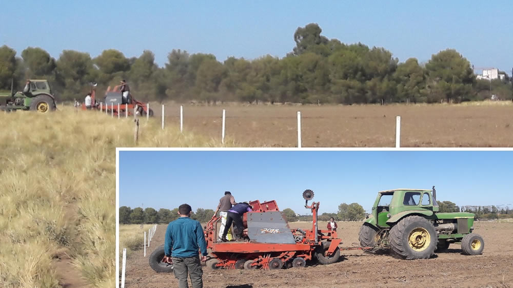 Siembra de ensayo de pasturas en Jacinto Aráuz