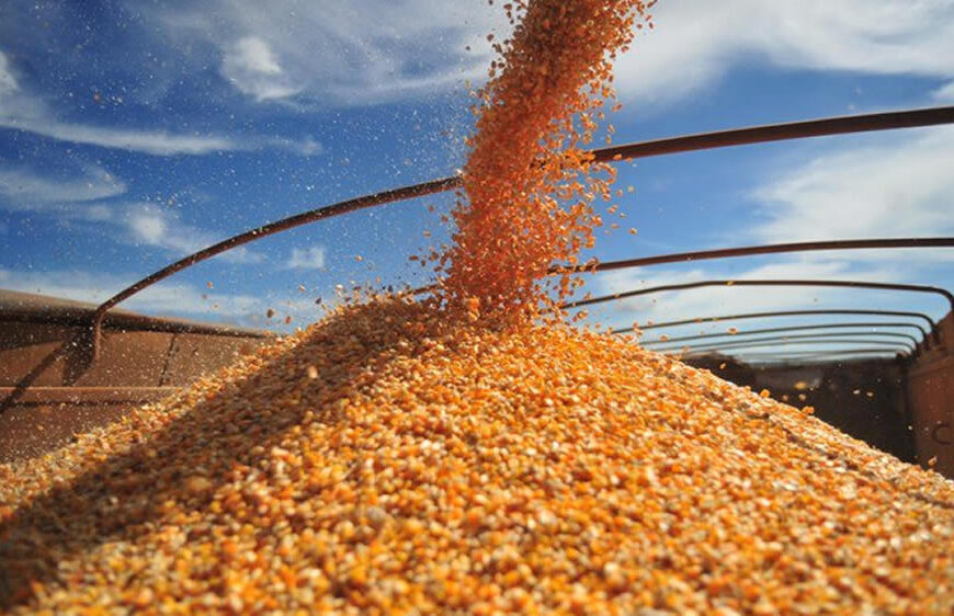 En la parte final de la cosecha y a horas del paro del campo, el Gobierno anunció un aumento del límite para exportar maíz