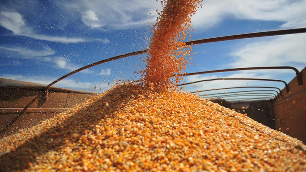 Según el Gobierno, cuánto maíz queda de la cosecha récord de 58,5 millones de toneladas