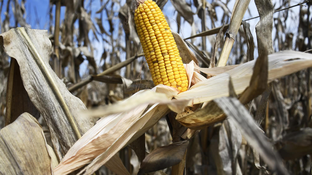 “Tenemos que pensar en transformar el 70% del maíz que producimos”