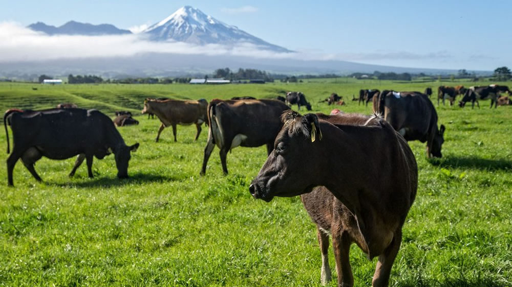 Diez cualidades de un productor lechero de punta en Nueva Zelandia
