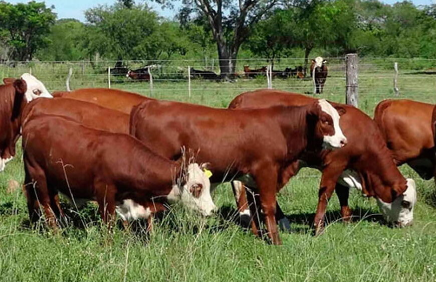 Los valores de mercado de invernada y cría fueron superiores en lotes sin base