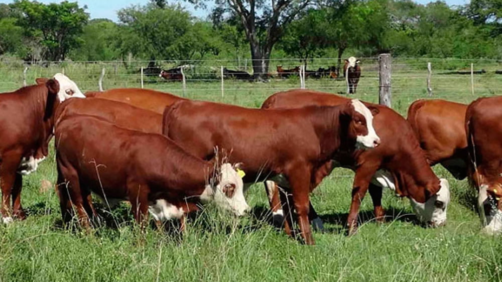 Los valores de mercado de invernada y cría fueron superiores en lotes sin base