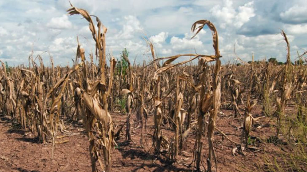 Alertan por altos niveles de micotoxinas en silos por la sequía