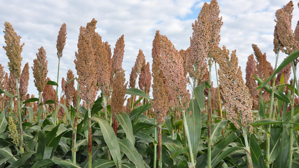 La Cosecha De Sorgo Granífero Ya Cubrió El 20,4% De Las 730.000 Ha. Sembradas