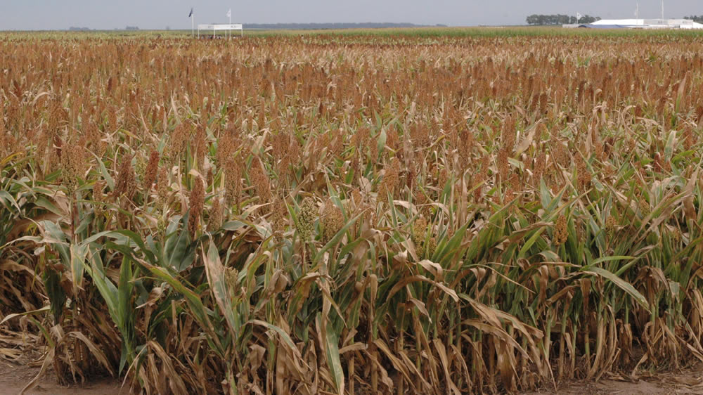 La utilización de sorgos en campos ganaderos