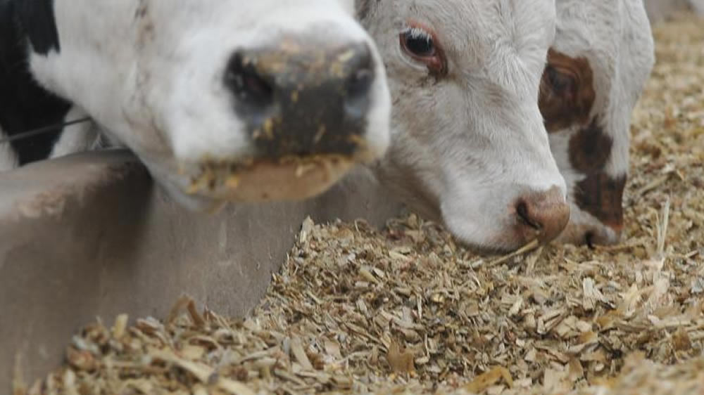 Lanzan tecnología que permite pelletizar premezclas para feedlots