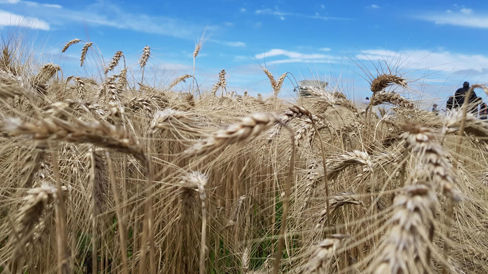 Aseguran que el trigo argentino vive una “revancha productiva” que no tiene fronteras