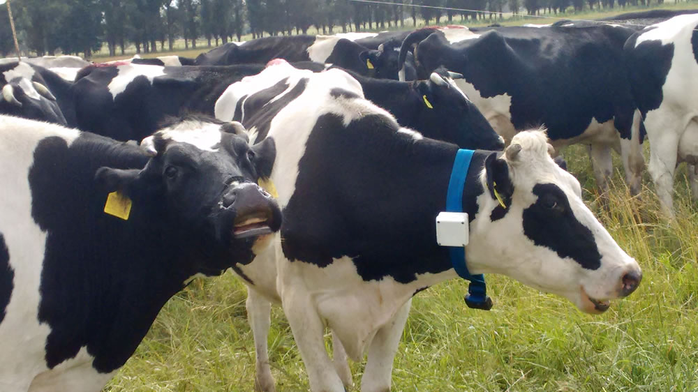 Los collares monitorean la salud de las vacas, liberando el tiempo de los granjeros