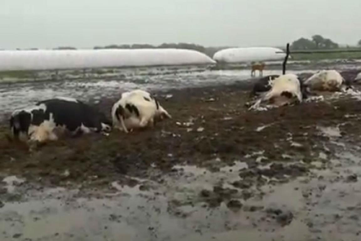 Un rayo mató a 21 vacas lecheras en un campo de Santa Fe