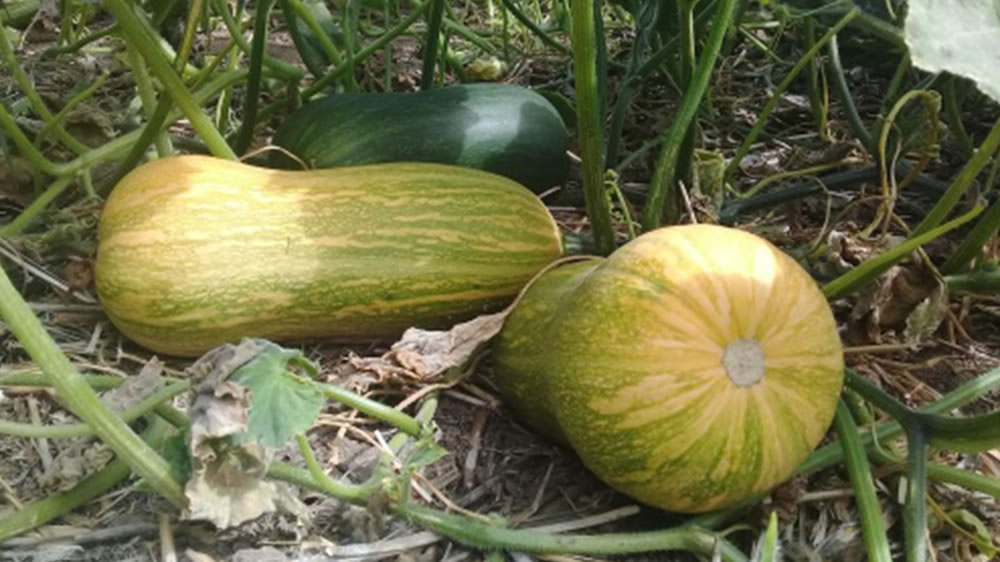 Se busca el crecimiento de la producción hortícola en La Pampa