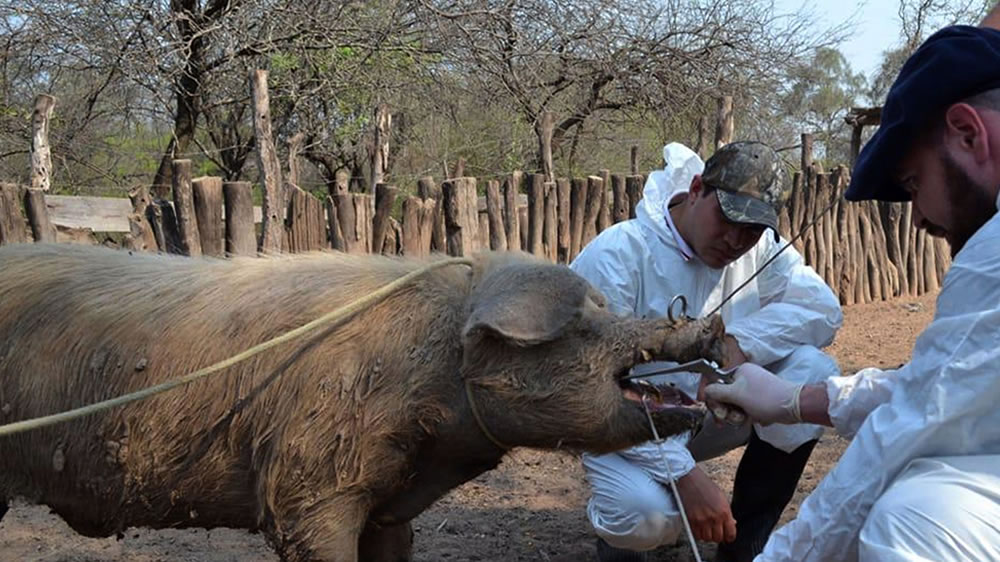 China importaría 26% de carne de cerdo por la peste porcina africana