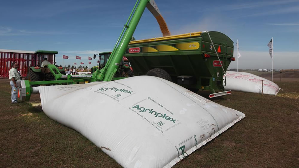 Silaje de grano húmedo: todo lo que debe tener en cuenta para su confección, manejo y aprovechamiento